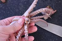 Italian Fried Calamari - Step 6