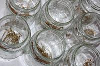 Pickled Cucumbers - Step 1