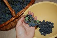 Apple and Grape Jam - Step 1