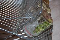 How to Grow Sprouts in a Jar - Step 10