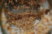 How to Grow Sprouts in a Jar - Step 12
