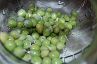 How to Grow Sprouts in a Jar - Step 13