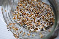 How to Grow Sprouts in a Jar - Step 14