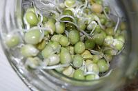 How to Grow Sprouts in a Jar - Step 15