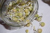 How to Grow Sprouts in a Jar - Step 17