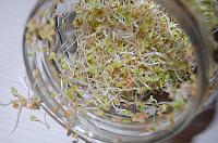How to Grow Sprouts in a Jar - Step 18