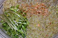 How to Grow Sprouts in a Jar - Step 24