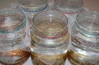 How to Grow Sprouts in a Jar - Step 6
