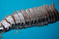 Pickled Mackerel or Herring (Selyodka) - Step 13
