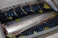 Pickled Mackerel or Herring (Selyodka) - Step 3