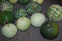 Whole Pickled Watermelon - Step 1