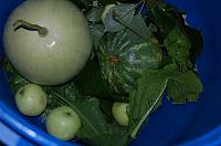 Whole Pickled Watermelon - Step 2