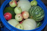Whole Pickled Watermelon - Step 4