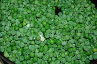 Pea Puree - Step 2