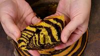 Pumpkin Zebra Cake - Step 18