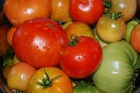 Moldavian Natural Fermented Pickled Tomatoes - Step 1