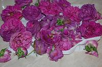 Homemade Rose Syrup - Step 1