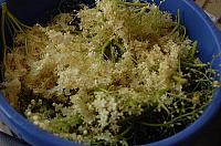 Wild Fermented Elderflower Soda - Step 1