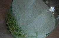 Wild Fermented Elderflower Soda - Step 3