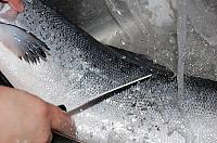 Baked Salmon in Parsley Crust - Step 2