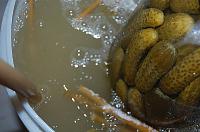 Fermented Whole Cabbage Heads - Step 10