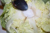 Fermented Whole Cabbage Heads - Step 4