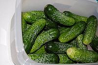 Natural Fermented Pickled Cucumbers - Step 4