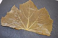 Freezing Grape Leaves - Step 6