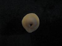 Russian Dumpling with Meat - Pelmeni - Step 8
