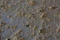 Cheese Pies - my mother-in-law recipe - Step 10