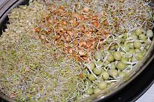 How to Grow Sprouts in a Jar