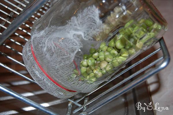 How to Grow Sprouts in a Jar - Step 11
