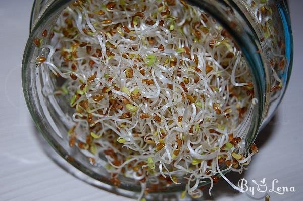 How to Grow Sprouts in a Jar - Step 16