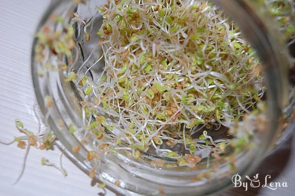 How to Grow Sprouts in a Jar - Step 18