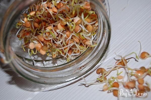 How to Grow Sprouts in a Jar - Step 19